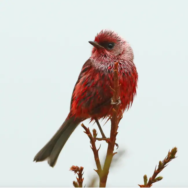 The Enchanting Charm of a Petite Bird: A Delicate Splendor in Shades of Rose Red and Pink