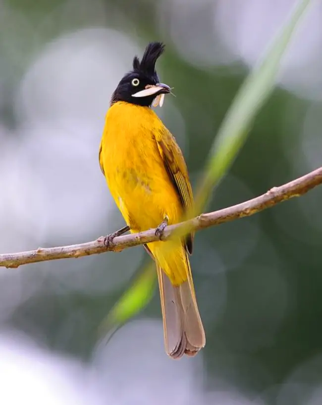 The Marvelous Melodies of the Black-crested Bulbul among the Treetops