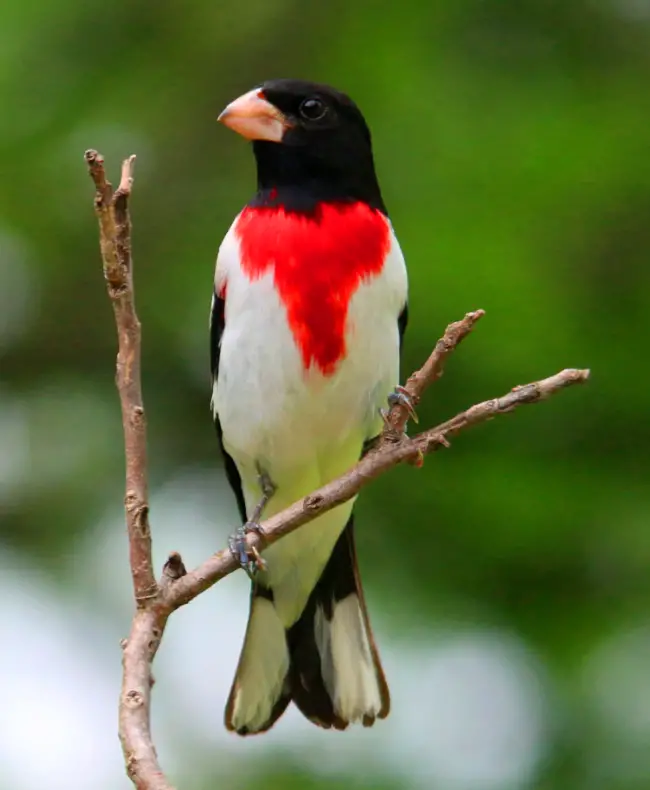 The Dazzling Beauty of the Rose-Breasted Grosbeak: A Bird That Grabs Attention with its Vibrant Feathers