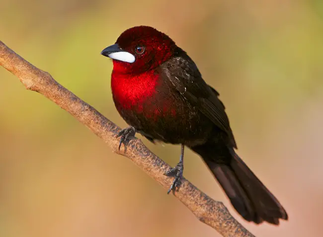 The Breathtaking Silver Bill: An Exquisite Tanager Bird with Mesmerizing Black Plumage