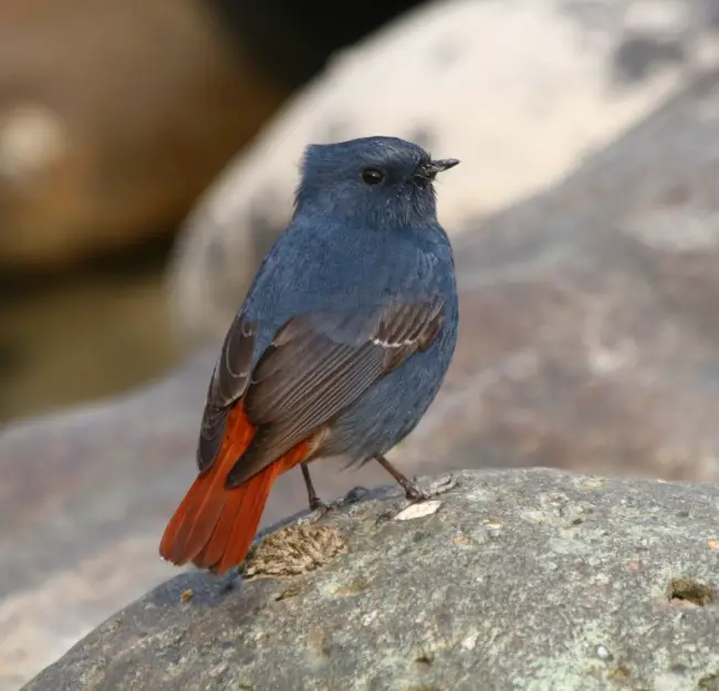 Encounter the Majestic Plumbeous Water Redstart: A Feathered Pal Delighting in Airborne Shows with its Vibrant Orange Tail.