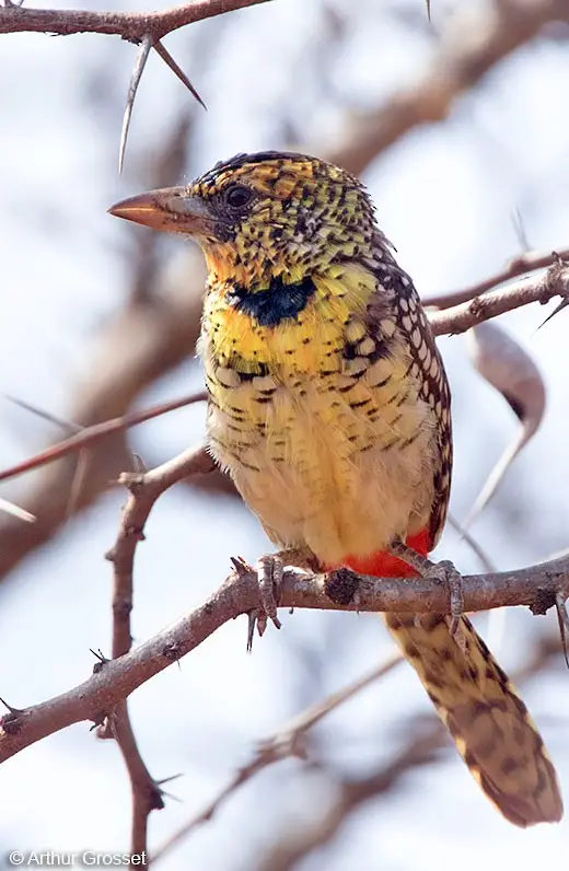 Discover the Exquisite Beauty of the Dazzling D’Arnaud’s Barbet in Southeast Asia
