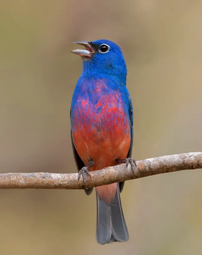 Introducing the Marvelous Sapphire Glimmer: a stunning avian beauty donning a vest of salmon pink and rose red.