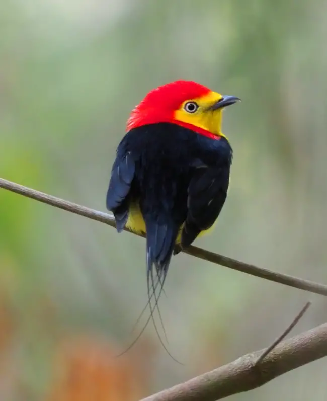 Astonishingly Beautiful: Introducing the Crowned Wire-tailed Manakin, Bedecked in a Mesmerizing Flaming Orange Headdress and Embellished with a Radiant Yellow Visage and Abdomen!