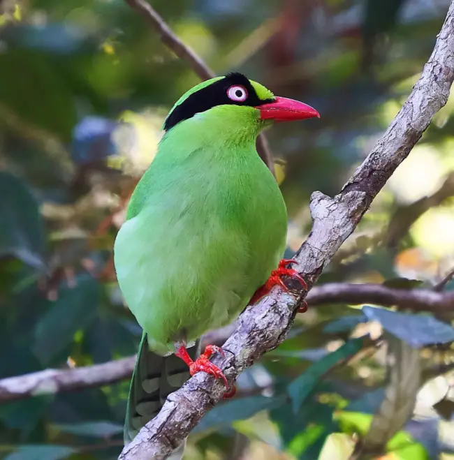 Encountering the Alluring Common Green Magpie: A Striking Visual Combination of Vibrant Greens and Crimson Accents, Enhanced by a Memorable Zorro-like Mask!