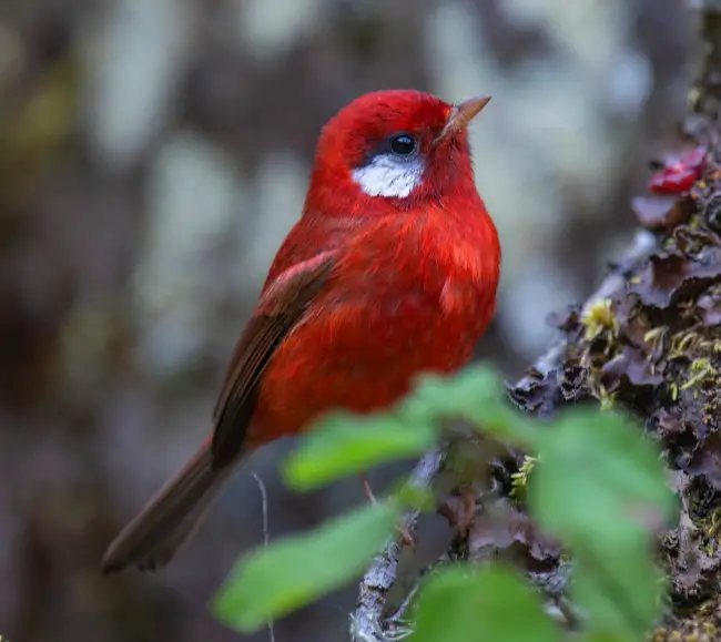 Discover the Endearing Scarlet Firebird: A Vibrant Avian Marvel that Commands Attention with its Energetic Charm!