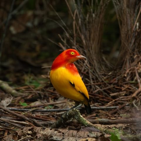 Behold the exquisite allure of the Flame Bowerbird, a symphony of vibrant hues igniting the forest with its fiery elegance. – THE NEWSDAY