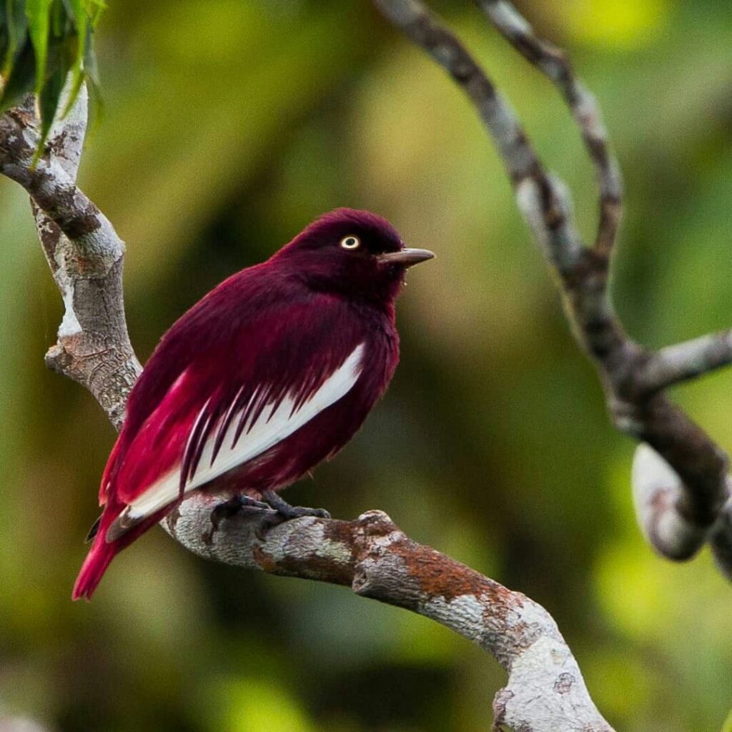 Adorned with vibrant colors and a distinctive crest, the Pompadour Cotinga captivates with its unique beauty and graceful presence. – THE NEWSDAY