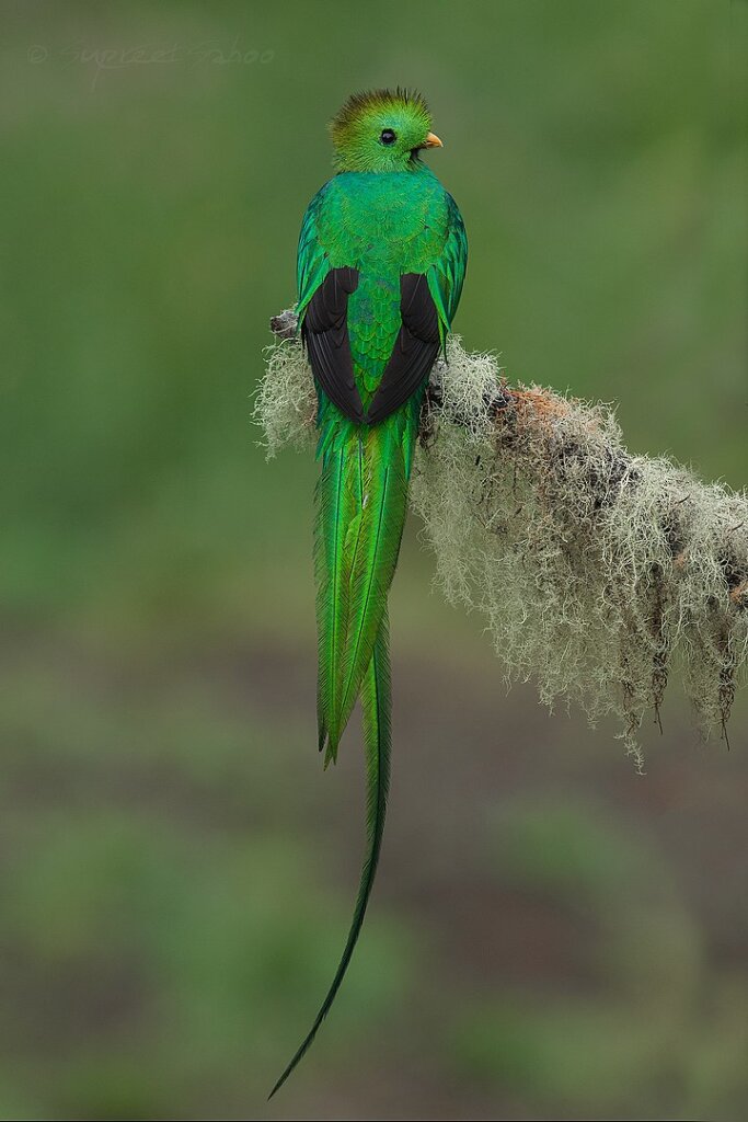 Behold the breathtaking allure of the Resplendent Quetzal, a marvel of vibrant plumage and majestic grace. – THE NEWSDAY