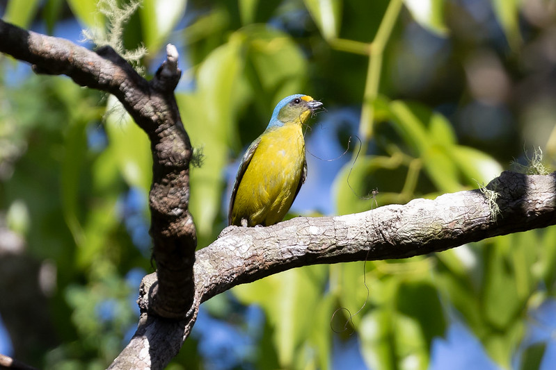 Admire the exquisite beauty of the Antillean Euphonia, a symphony of color and elegance in nature’s gallery.