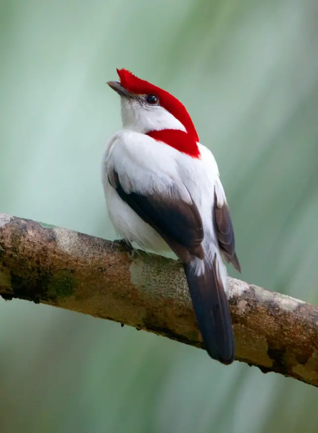 Marvel at the enchanting allure of the Araripe Manakin, a dazzling gem of the Brazilian forest canopy