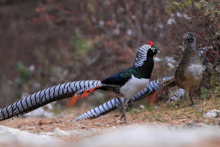 Mesmerizing plumage of the Chrysolophus amherstiae, a symphony of vibrant hues weaving nature’s masterpiece with grace and elegance. – THE NEWSDAY