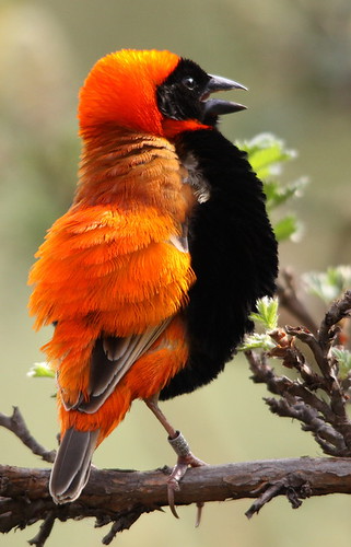 The Southern Red Bishop, a natural painter with feathers, reveals a crimson symphony, elegantly dancing among the reeds, a fiery ballet embraced by the wetlands.
