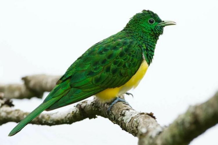 Graceful and mesmerizing, the African Emerald Cuckoo enchants with its vibrant plumage and elegant flight, a true marvel of nature’s palette.